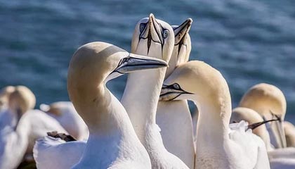 传奇手游sf999发布网全解析:玩法、适配与风险指南